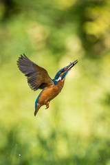 The diving Common Kingfisher, alcedo atthis is flying with his prey in green background. The kingfisher just caught his prey. Colorful backgound. Amazing moment. Flying bird gem of our rivers.