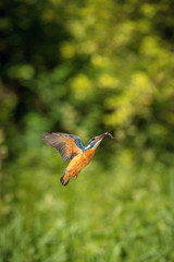 The diving Common Kingfisher, alcedo atthis is flying with his prey in green background. The kingfisher just caught his prey. Colorful backgound. Amazing moment. Flying bird gem of our rivers.