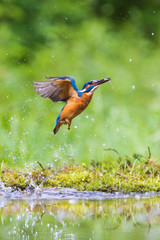 The diving Common Kingfisher, alcedo atthis is flying with his prey in green background. The kingfisher just caught his prey. Colorful backgound. Amazing moment. Flying bird gem of our rivers.