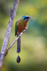 The Trinidad Motmot, Momotus bahamensis is sitting and posing on the branch, amazing picturesque green background, in the morning during sunrise, waiting for its prey, in Trinidad