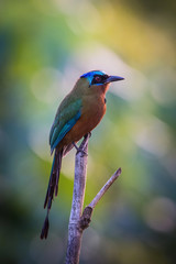 The Trinidad Motmot, Momotus bahamensis is sitting and posing on the branch, amazing picturesque green background, in the morning during sunrise, waiting for its prey, in Trinidad