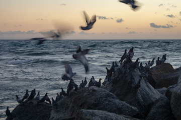 Birds, Sunrise and Ocean 