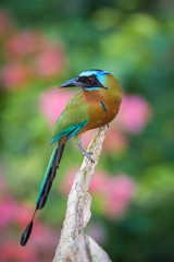 The Trinidad Motmot, Momotus bahamensis is sitting and posing on the branch, amazing picturesque green background, in the morning during sunrise, waiting for its prey, in Trinidad