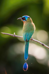 The Trinidad Motmot, Momotus bahamensis is sitting and posing on the branch, amazing picturesque green background, in the morning during sunrise, waiting for its prey, in Trinidad