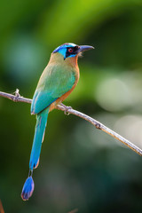The Trinidad Motmot, Momotus bahamensis is sitting and posing on the branch, amazing picturesque green background, in the morning during sunrise, waiting for its prey, in Trinidad