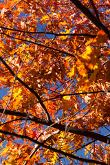 Autumn Foliage on Oak Tree