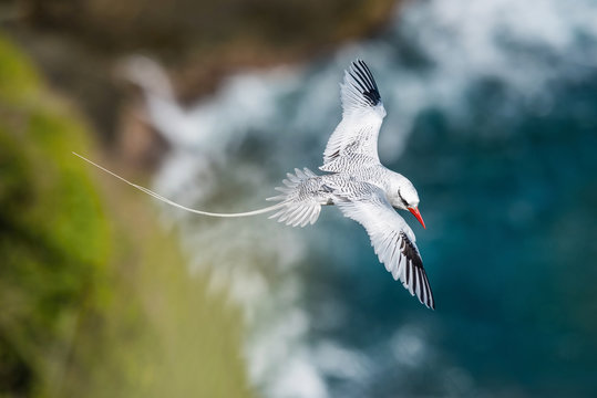 The Red-billed Tropicbird, Phaethon aethereus, is flying over the bay, Tobago..