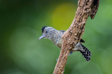 The Barred Antshrike, Thamnophilus doliatus is sitting on the branch in green backgound, amazing blue colored bird, Trinidad
