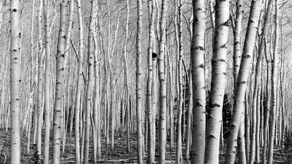 Panoramic black and white view of aspen grove with a dense group of trees with bare trunks and branches in the Sangre de Cristo mountains near Santa Fe, New Mexico