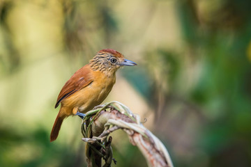 The Barred Antshrike, Thamnophilus doliatus is sitting on the branch in green backgound, amazing blue colored bird, Trinidad