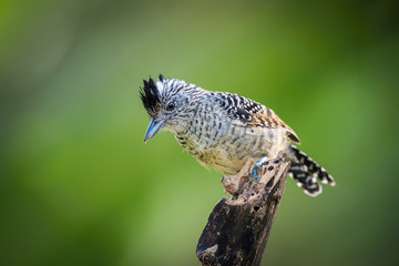 The Barred Antshrike, Thamnophilus doliatus is sitting on the branch in green backgound, amazing blue colored bird, Trinidad