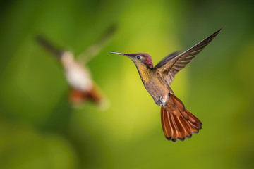 The Ruby-topaz Hummingbird, Chrysolampis mosquitus is flying in nice green background, Trinidad and Tobago