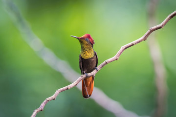The Ruby-topaz hummingbird sitting on the branch in green background