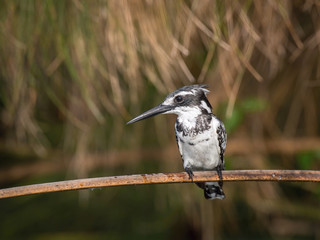 The Pied Kingfisher, Ceryle rudis is sitting and posing on the stick, amazing picturesque green background, in the morning after sunrise, waiting for its prey in Uganda