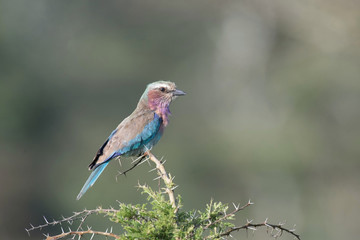 The Lilac-breasted Roller, Coracias caudatus is sitting on the branch, green background, Africa, Uganda