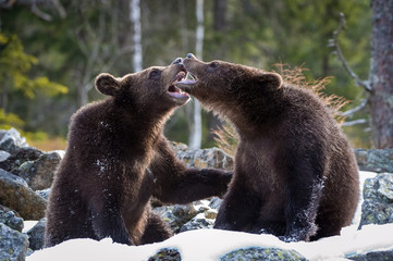 Obraz premium The young Broown Bears, Ursus arctos is looking what to do. Standing young bears are fighting or playing in the forest. In the backgroun are trees, typipcal Nordic environment.