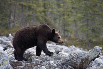 Fototapeta premium The young Broown Bear, Ursus arctos is looking what to do. The young Brown Bear is standing on the stone. In the background are trees, typical Nordic environment.