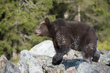 The young Broown Bear, Ursus arctos is looking what to do. The young Brown Bear is standing on the stone. In the background are trees, typical Nordic environment.