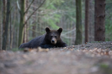 The young Broown Bear, Ursus arctos is looking what to do. The young Brown Bear is lying in the forest. In the background are trees, typical Nordic environment.