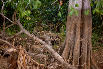 Brazilian Pantanal