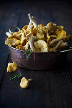 Fresh chanterelle mushrooms in a metal dish