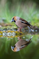 The Hawfinch, Coccothraustes coccothraustes is sitting at the waterhole in the forest, reflecting on the surface, preparing for the bath, colorful backgound with some flower. ..