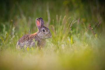 European Rabbit, Oryctolagus cuniculus is sitting in the grass during the sunset, nice meadow background, Czechia..