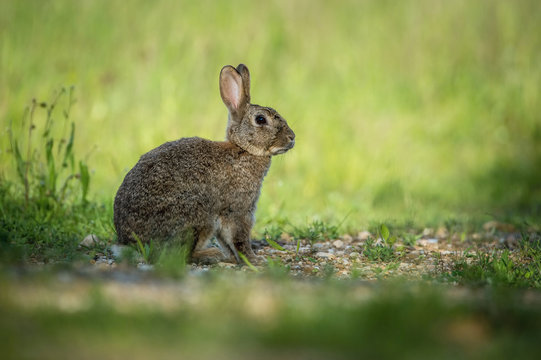 European Rabbit, Oryctolagus cuniculus is sitting in the grass during the sunset, nice meadow background, Czechia..