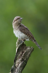 Eurasian Wryneck, Jynx torquilla is perched on the top of the stick in the nice green background, it is near his nest during their nesting season, golden light picture, Czech Republic