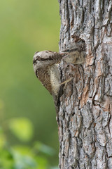 Eurasian Wryneck, Jynx torquilla is feeding its chicks in the nice green background, it is at its nest during their nesting season, golden light picture, Czech Republic