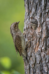 Obraz premium Eurasian Wryneck, Jynx torquilla is feeding its chicks in the nice green background, it is at its nest during their nesting season, golden light picture, Czech Republic