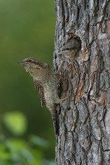 Eurasian Wryneck, Jynx torquilla is feeding its chicks in the nice green background, it is at its nest during their nesting season, golden light picture, Czech Republic