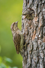 Eurasian Wryneck, Jynx torquilla is feeding its chicks in the nice green background, it is at its nest during their nesting season, golden light picture, Czech Republic