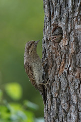 Eurasian Wryneck, Jynx torquilla is feeding its chicks in the nice green background, it is at its nest during their nesting season, golden light picture, Czech Republic