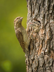 Eurasian Wryneck, Jynx torquilla is feeding its chicks in the nice green background, it is at its nest during their nesting season, golden light picture, Czech Republic