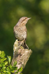 Eurasian Wryneck, Jynx torquilla is perched on the top of the stick in the nice green background, it is near his nest during their nesting season, golden light picture, Czech Republic