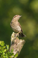 Eurasian Wryneck, Jynx torquilla is perched on the top of the stick in the nice green background, it is near his nest during their nesting season, golden light picture, Czech Republic