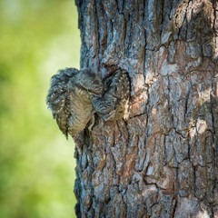 Obraz premium Eurasian Wryneck, Jynx torquilla is just leaving its nest in the nice green background, during their nesting season, golden light picture, Czech Republic