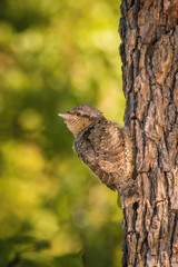 Eurasian Wryneck, Jynx torquilla is just leaving its nest in the nice green background, during their nesting season, golden light picture, Czech Republic