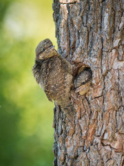 Obraz premium Eurasian Wryneck, Jynx torquilla is just leaving its nest in the nice green background, during their nesting season, golden light picture, Czech Republic