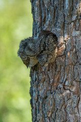 Eurasian Wryneck, Jynx torquilla is just leaving its nest in the nice green background, during their nesting season, golden light picture, Czech Republic