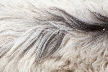 cachemire Goats cashmere. kashmir goat wool genuine, combed and not. Animal hair worsted wool with...