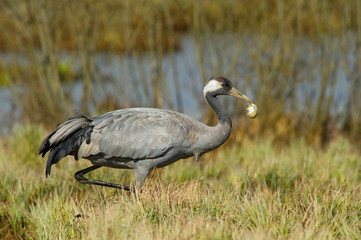 The Common Crane, Grus grus is standing in the typical environment near the Lake Hornborga, Sweden..