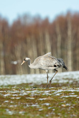 The Common Crane, Grus grus is standing in the typical environment near the Lake Hornborga, Sweden..