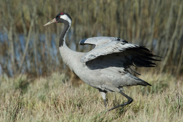 The Common Crane, Grus grus is standing in the typical environment near the Lake Hornborga, Sweden..