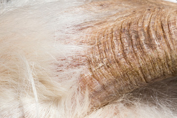 cachemire Goats cashmere. kashmir goat wool genuine, combed and not. Animal hair worsted wool with brush and comb