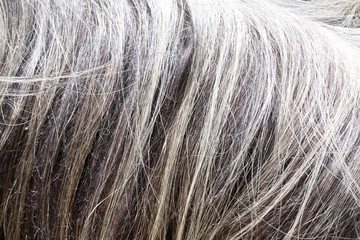 cachemire Goats cashmere. kashmir goat wool genuine, combed and not. Animal hair worsted wool with brush and comb