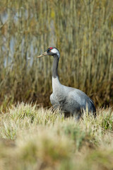 The Common Crane, Grus grus is standing in the typical environment near the Lake Hornborga, Sweden..