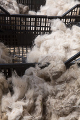 cachemire Goats cashmere. kashmir goat wool genuine, combed and not. Animal hair worsted wool with brush and comb