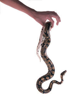 The ball python (Python regius), royal python. Snake lies in the shape of a heart. Isolated on white background